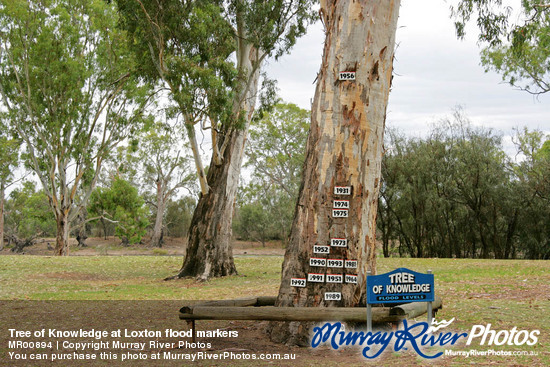 Tree of Knowledge at Loxton flood markers