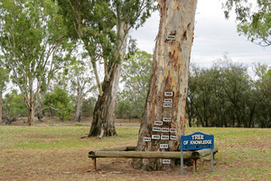 Tree of Knowledge at Loxton flood markers