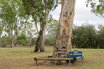 Tree of Knowledge at Loxton flood markers