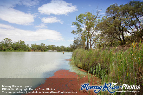 Murray River at Lyrup