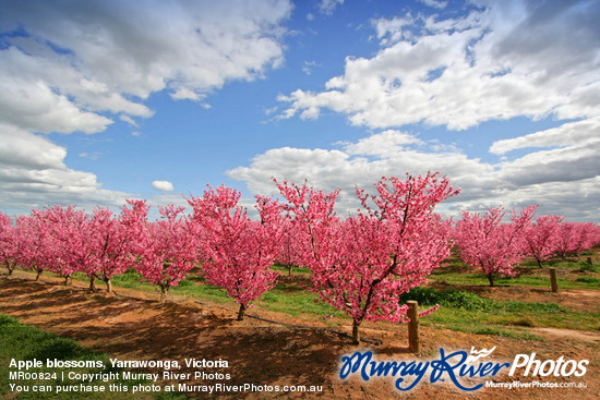 Apple blossoms, Yarrawonga, Victoria