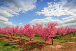 Apple blossoms, Yarrawonga, Victoria