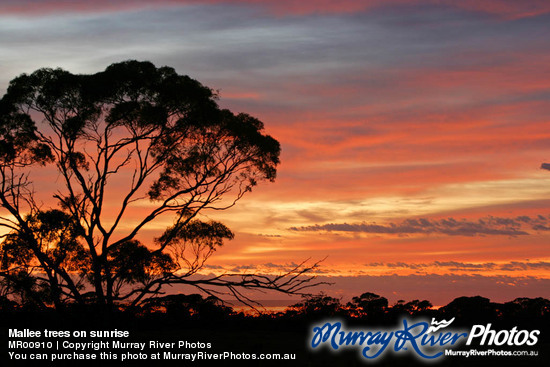 Mallee trees on sunrise