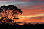 Mallee trees on sunrise