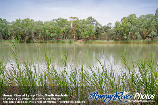 Murray River at Lyrup Flats, South Australia