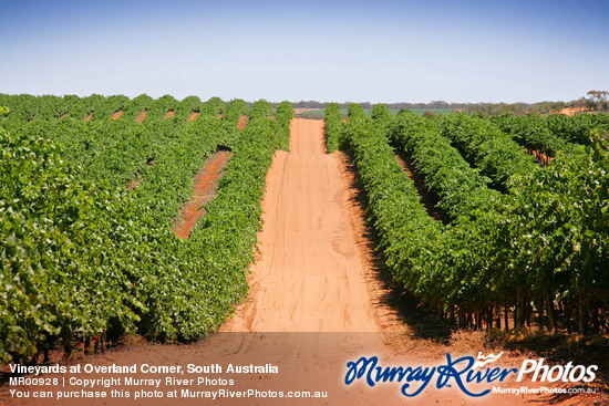 Vineyards at Overland Corner, South Australia
