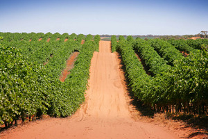 Vineyards at Overland Corner, South Australia