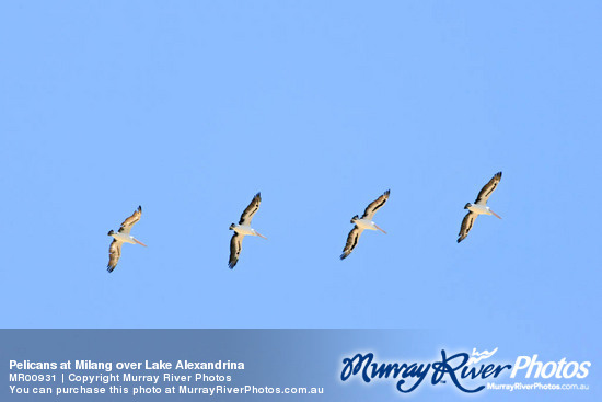 Pelicans at Milang over Lake Alexandrina