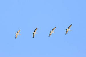 Pelicans at Milang over Lake Alexandrina