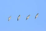 Pelicans at Milang over Lake Alexandrina