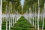 Cricket Bat Willow Plantation near Nyah, Victoria