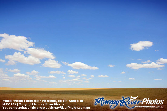 Mallee wheat fields near Pinnaroo, South Australia