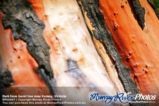 Bark from burnt tree near Kerang, Victoria