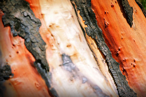 Bark from burnt tree near Kerang, Victoria