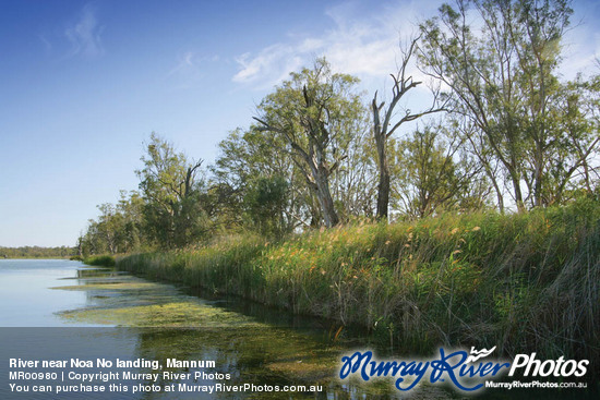 River near Noa No landing, Mannum