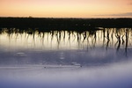 Sunrise at Wachtels Lagoon, Kingston-on-Murray, South Australia