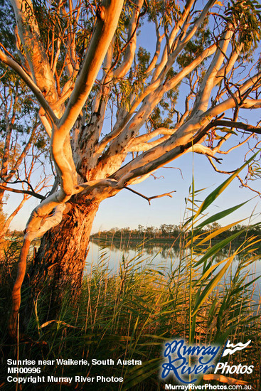 Sunrise near Waikerie, South Australia