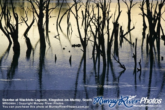 Sunrise at Wachtels Lagoon, Kingston-on-Murray, South Australia