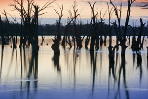 Sunrise at Wachtels Lagoon, Kingston-on-Murray, South Australia