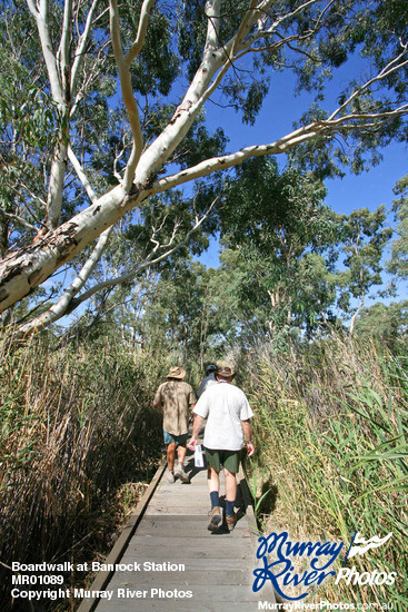 Boardwalk at Banrock Station