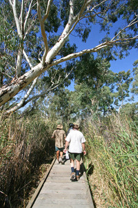 Boardwalk at Banrock Station