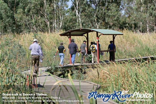 Boardwalk at Banrock Station