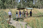 Boardwalk at Banrock Station