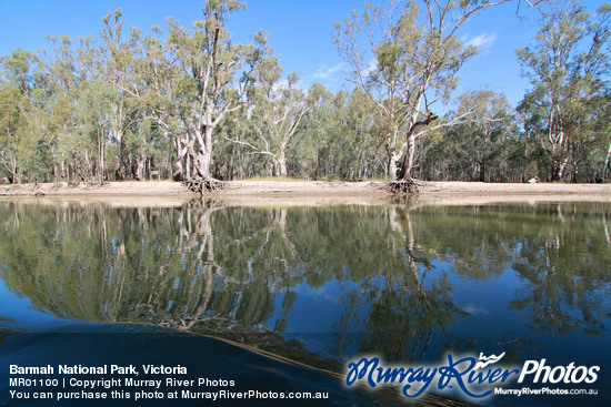 Barmah National Park, Victoria