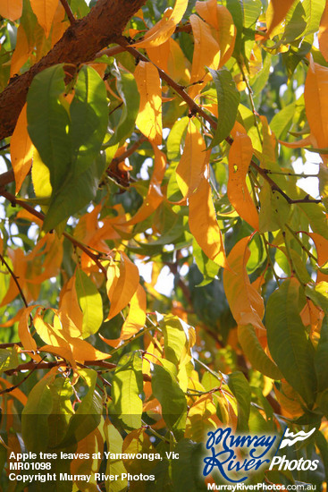 Apple tree leaves at Yarrawonga, Victoria
