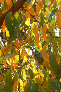 Apple tree leaves at Yarrawonga, Victoria