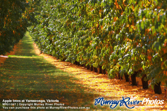 Apple trees at Yarrawonga, Victoria