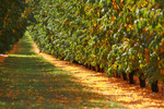 Apple trees at Yarrawonga, Victoria