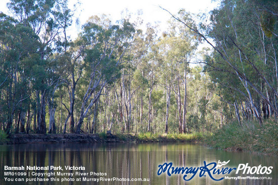 Barmah National Park