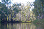 Barmah National Park, Victoria