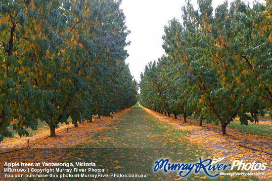 Apple trees at Yarrawonga, Victoria