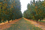 Apple trees at Yarrawonga, Victoria