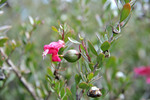 Walpeup Dryland Garden, Mallee, Victoria