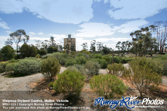 Walpeup Dryland Garden, Mallee, Victoria