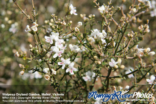 Walpeup Dryland Garden, Mallee, Victoria