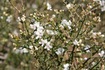 Walpeup Dryland Garden, Mallee, Victoria