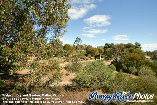 Walpeup Dryland Garden, Mallee, Victoria