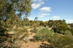 Walpeup Dryland Garden, Mallee, Victoria