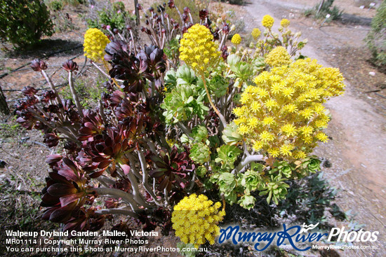 Walpeup Dryland Garden, Mallee, Victoria