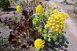 Walpeup Dryland Garden, Mallee, Victoria