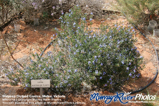 Walpeup Dryland Garden, Mallee, Victoria