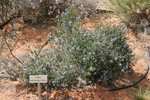 Walpeup Dryland Garden, Mallee, Victoria