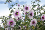 Walpeup Dryland Garden, Mallee, Victoria