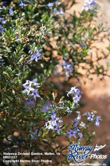 Walpeup Dryland Garden, Mallee, Victoria