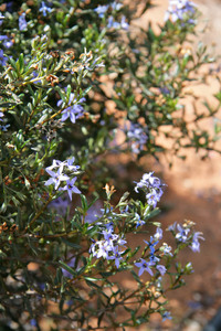 Walpeup Dryland Garden, Mallee, Victoria