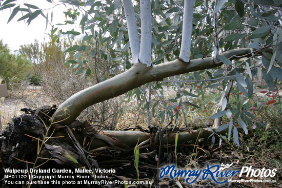 Walpeup Dryland Garden, Mallee, Victoria